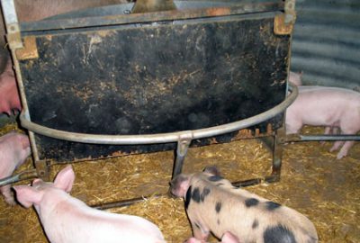 La zone d'alimentation et abreuvement pour les porcs dans l'abri Maternité des bâtiments Technimat.