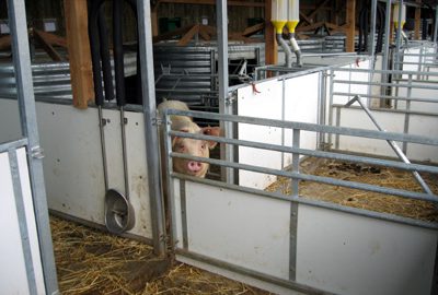L'élevage de porcs dans les bâtiments de l'élevage respectueux.