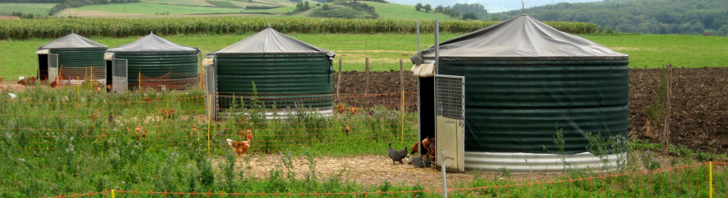 On privilégie plusieurs petits lots de volailles pour l'élevage en plein air afin de respecter les besoins de l'animal et minimiser les risques sanitaires.