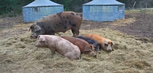 L'élevage de porcs en plein air avec les abris circulaires ©Technigites.
