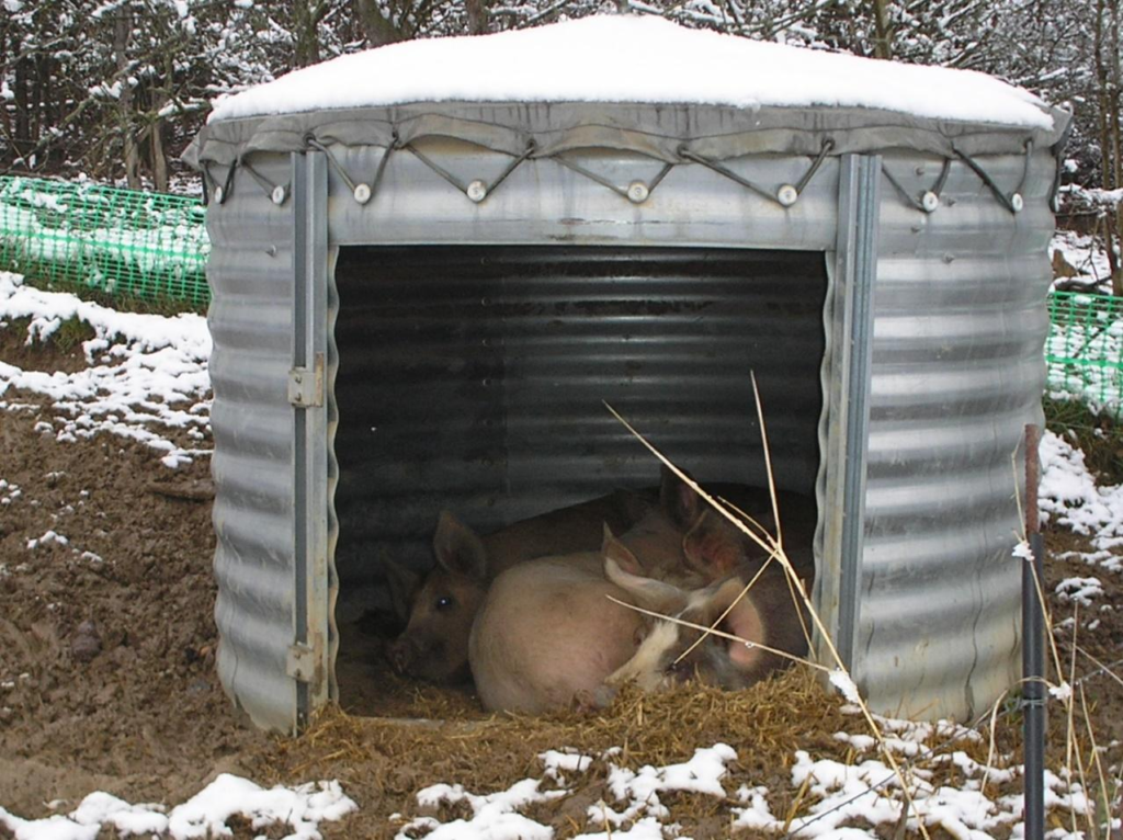 Porcs engraissés dans un abri circulaire ©Technigite en plein air.