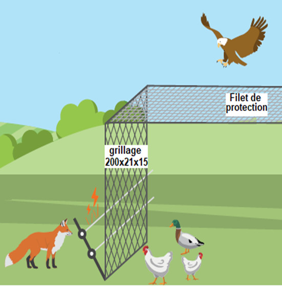 clôture volaille