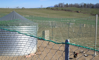 Bien protéger ses volailles avec des clôtures et des filets anti-prédateur est essentiel.