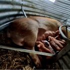 C55-115 Maternité porcs