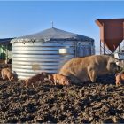 C55-115 Maternité porcs