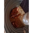 C55-115 Maternité porcs