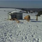 C55-115 Maternité porcs