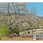 C55-115 Maternité porcs