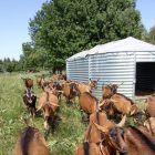 Plein Air Concept - Chèvres